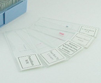 生物プレパラート30 顕微鏡標本 その他商品画像 0